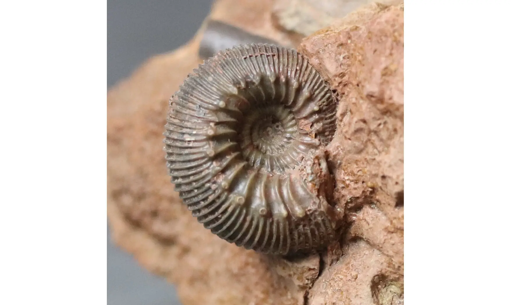 Cadomites rectelobatus