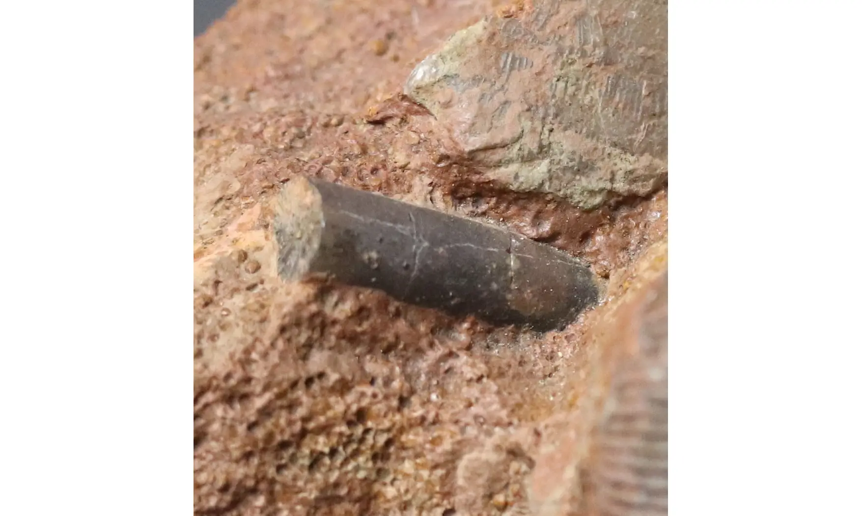 Cadomites rectelobatus