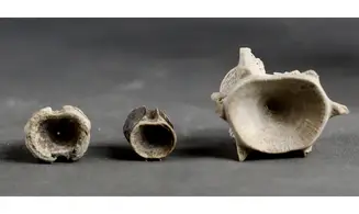 Fish vertebrae