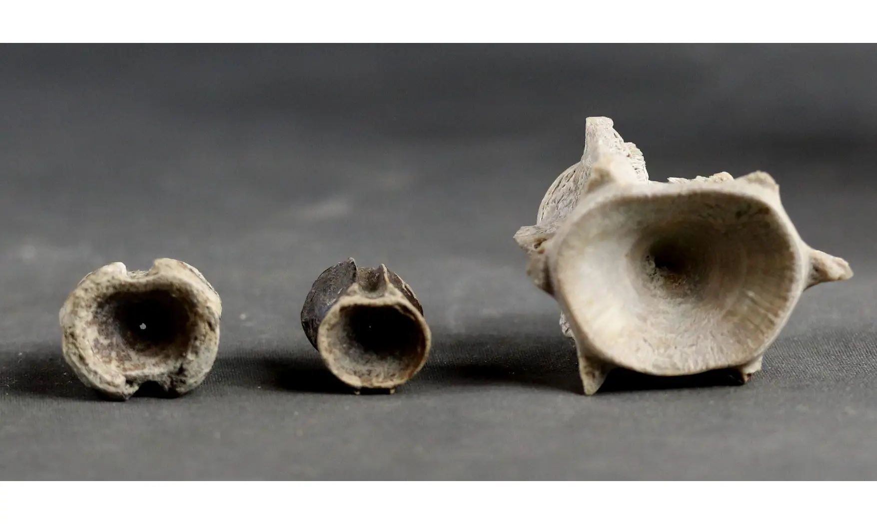 Fish vertebrae