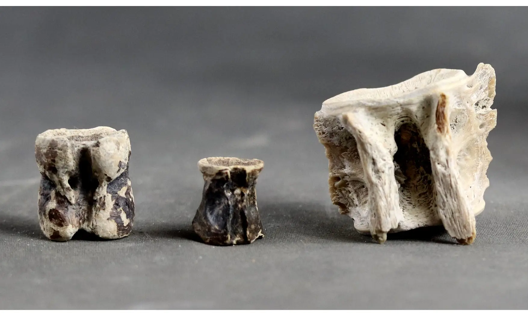 Fish vertebrae