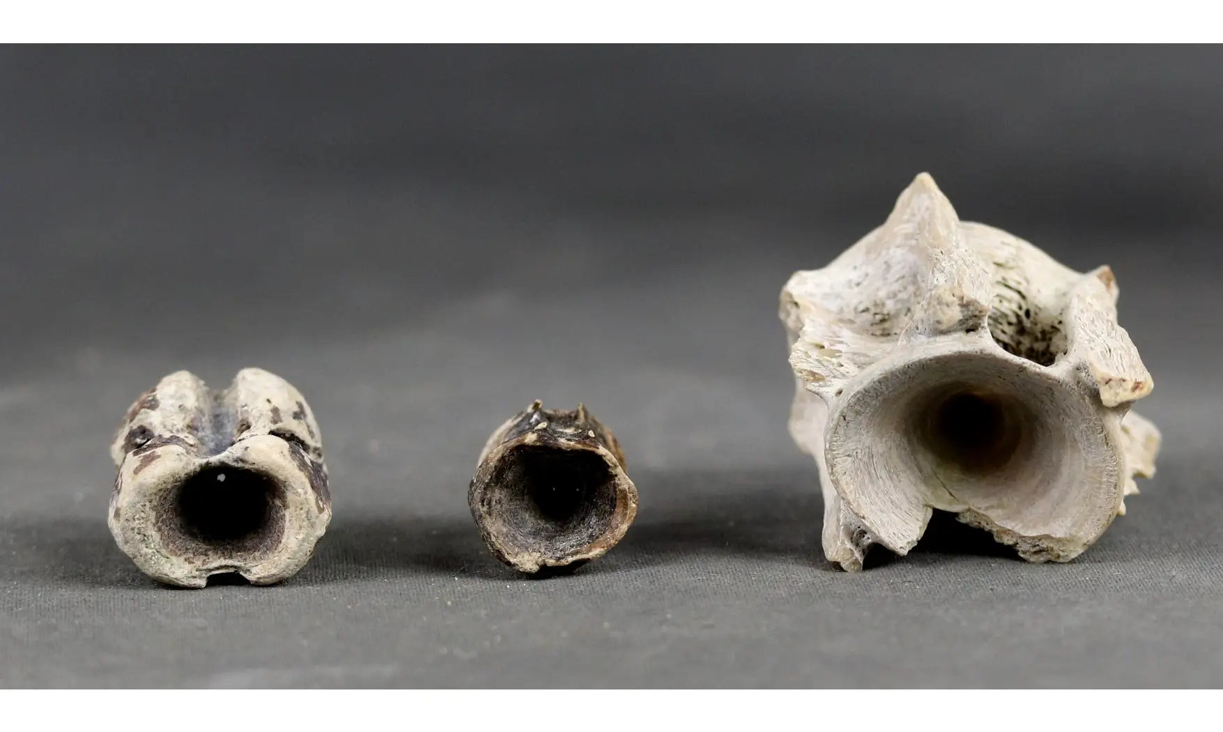 Fish vertebrae