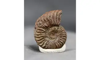 Grammoceras thouarsense