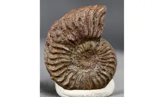Grammoceras thouarsense