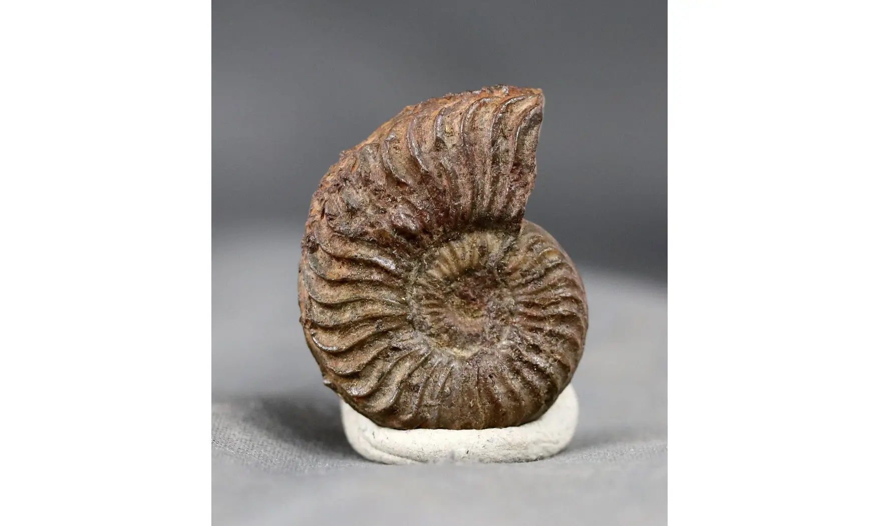 Grammoceras thouarsense