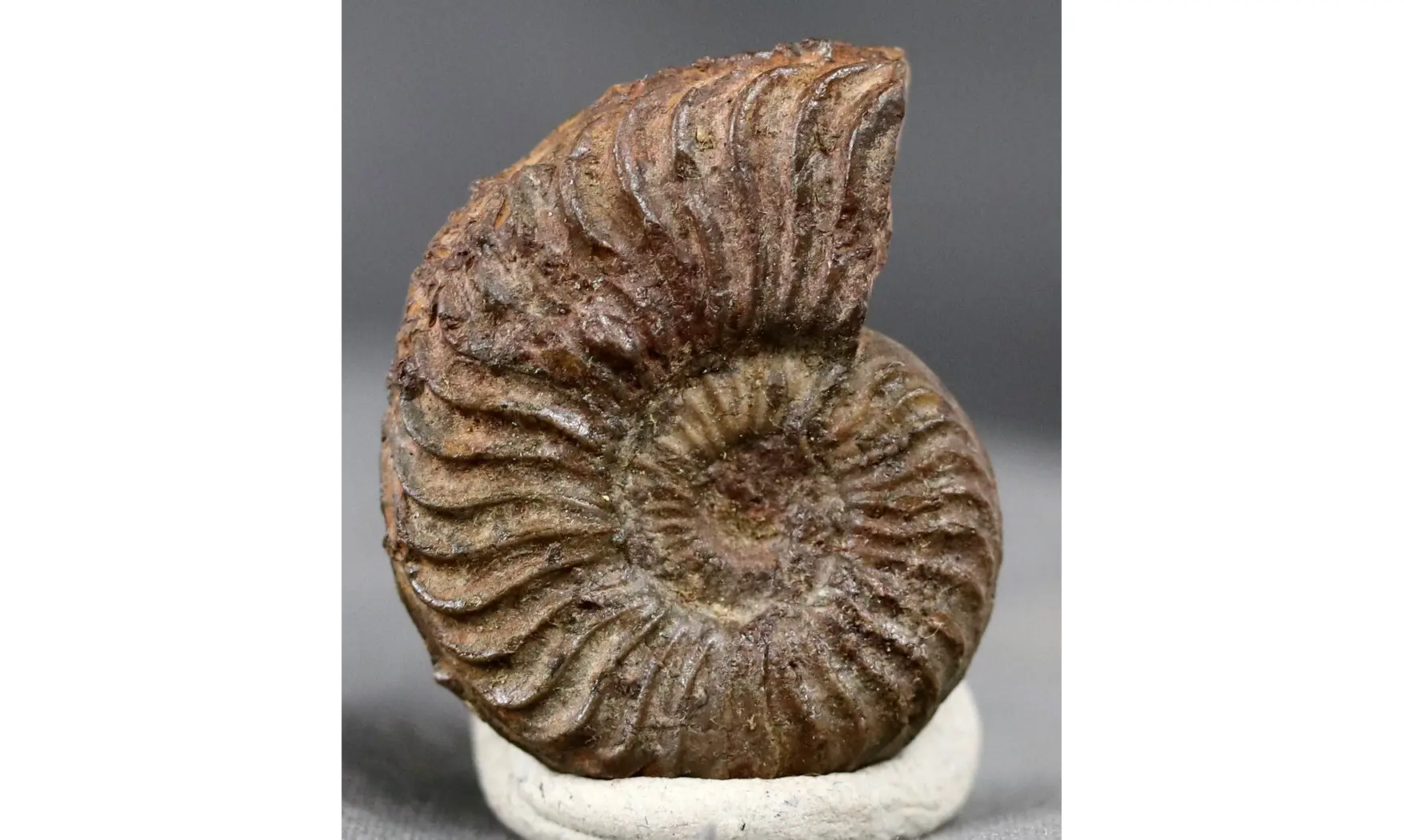 Grammoceras thouarsense