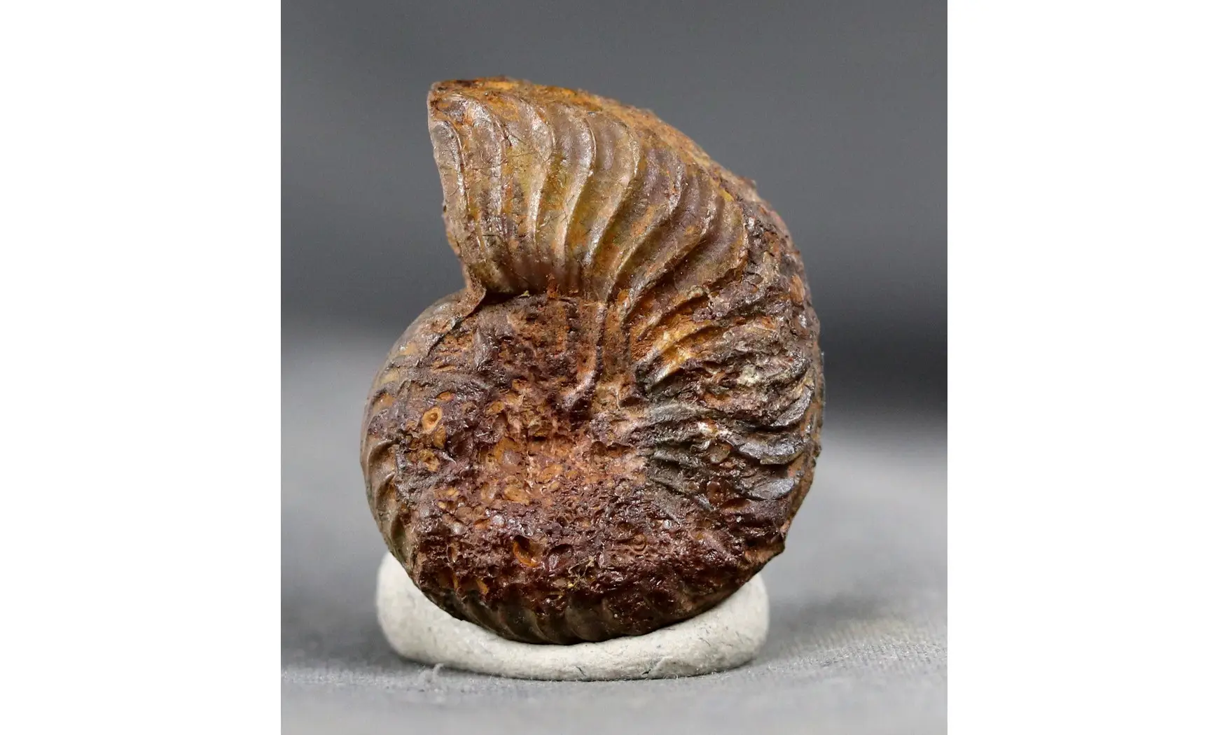 Grammoceras thouarsense