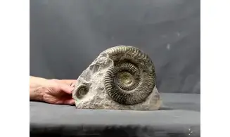 Grammoceras thouarsense