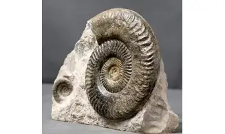 Grammoceras thouarsense