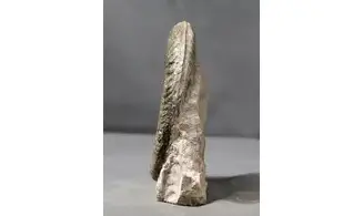 Grammoceras thouarsense