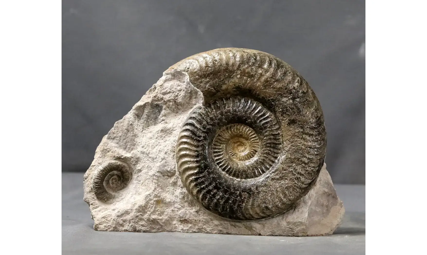 Grammoceras thouarsense