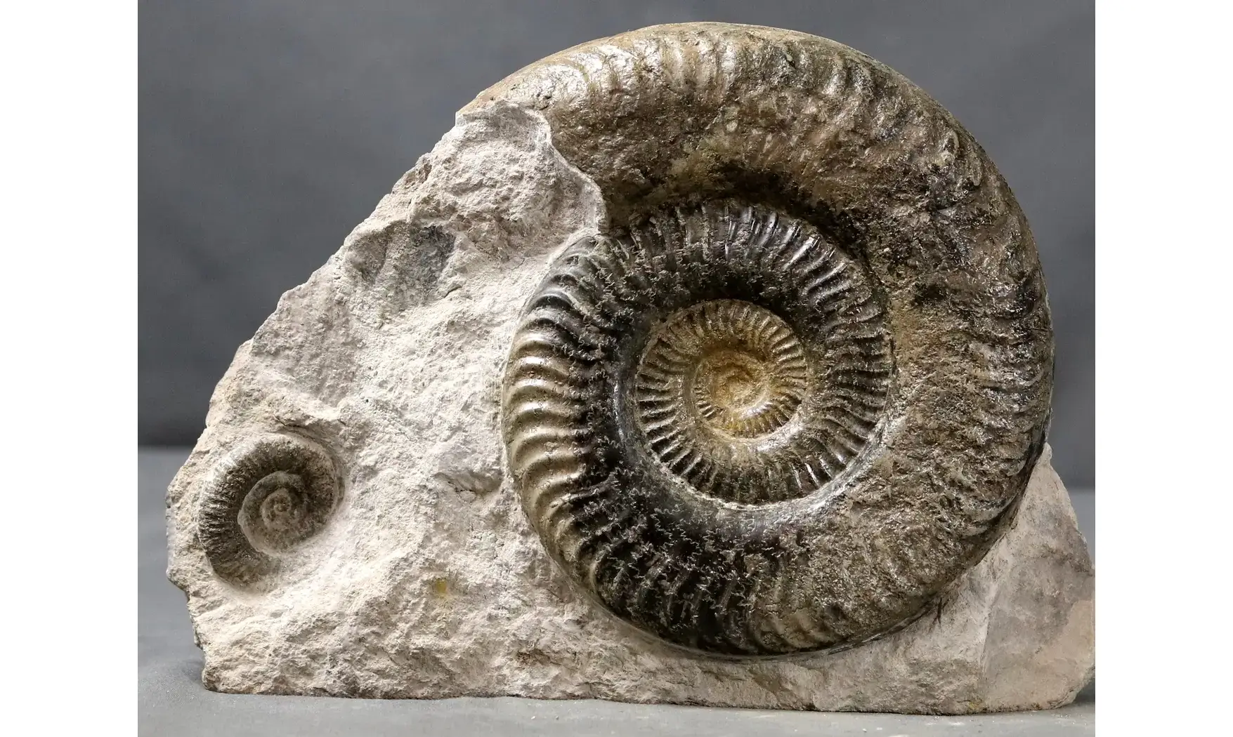 Grammoceras thouarsense