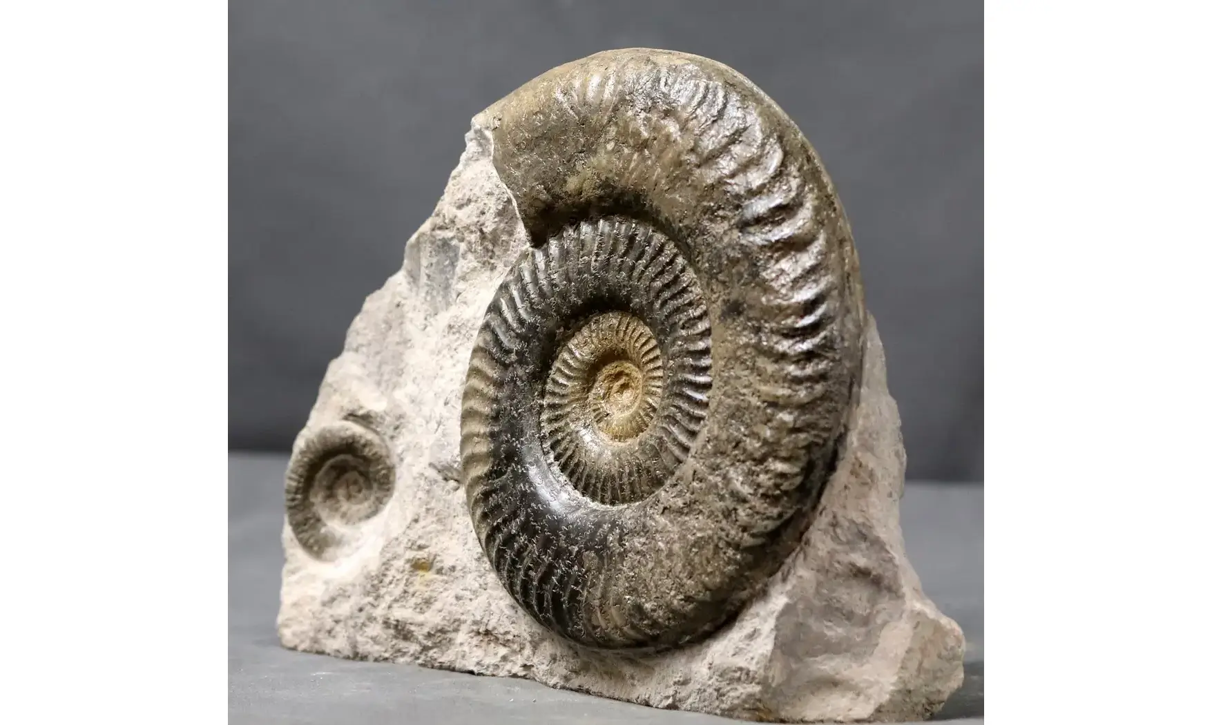 Grammoceras thouarsense