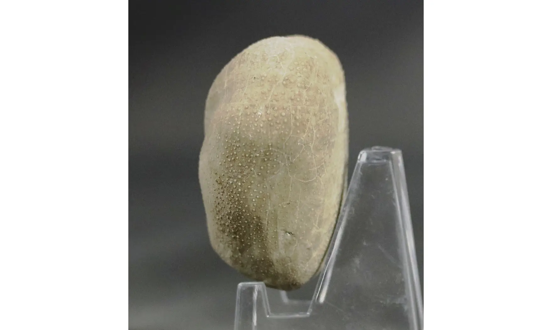 Pliotoxaster paquieri