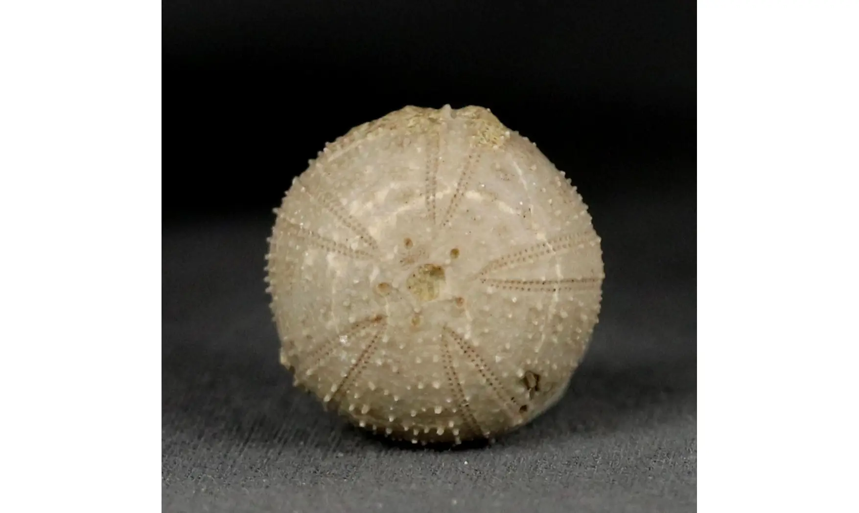 Codiopsis lorini