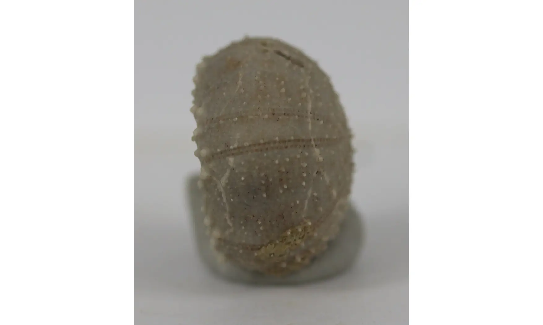 Codiopsis lorini