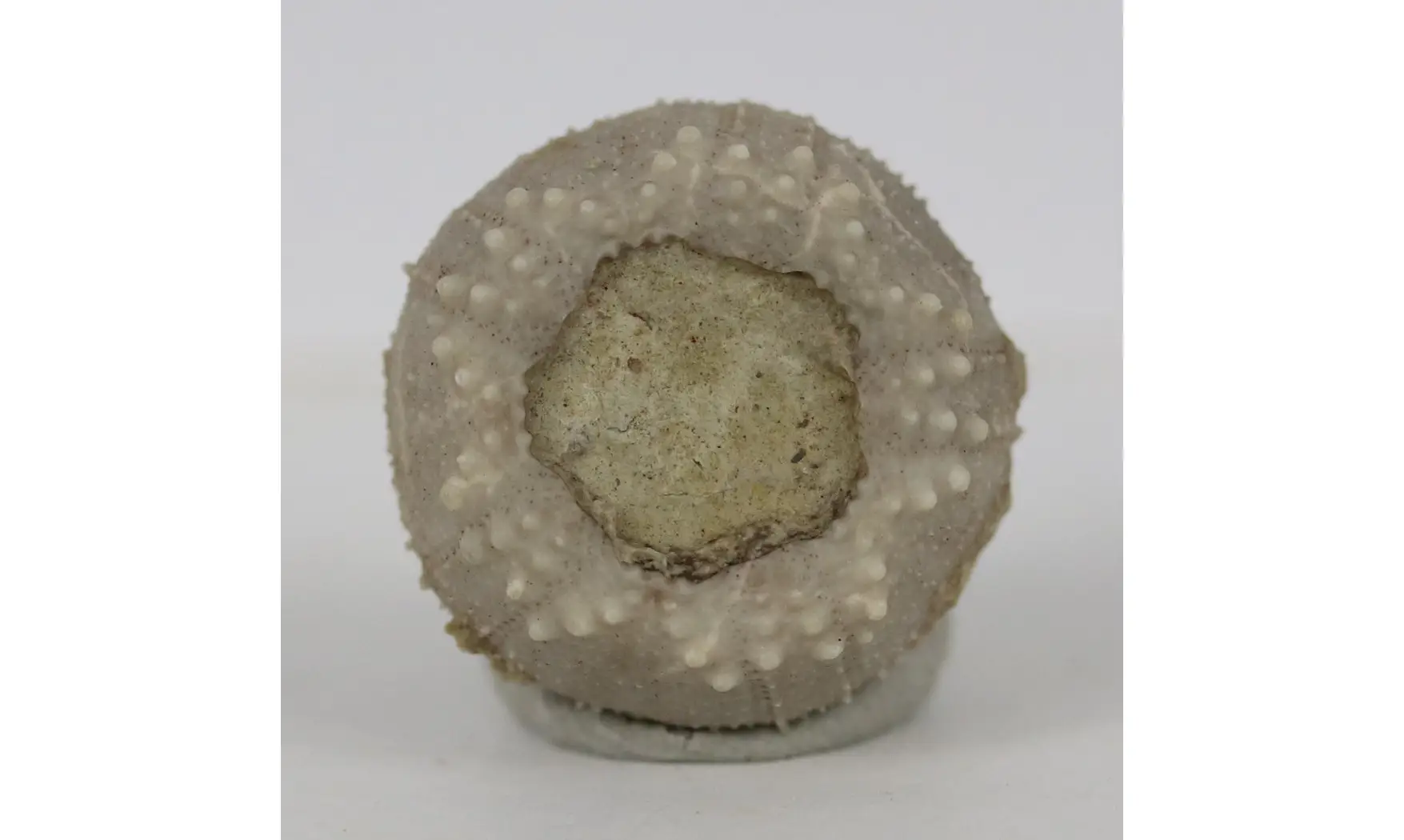 Codiopsis lorini