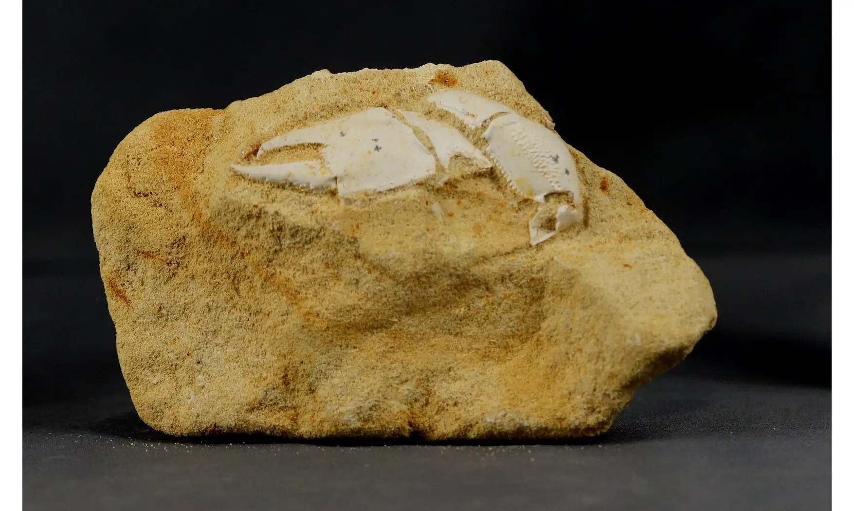 Protocallianassa faujasi