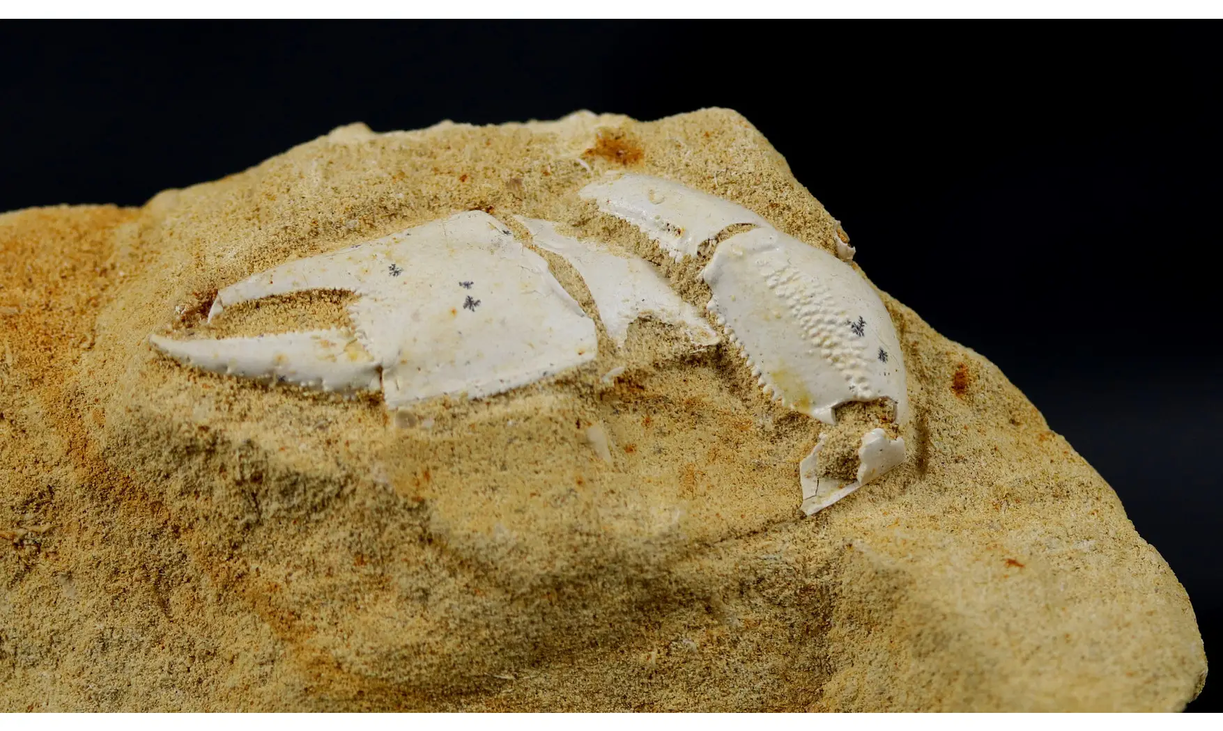 Protocallianassa faujasi