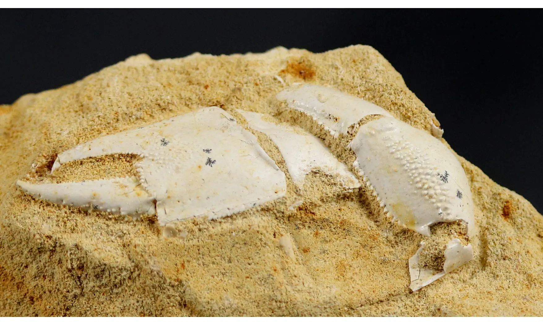Protocallianassa faujasi