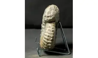 Mantelliceras aff picteti