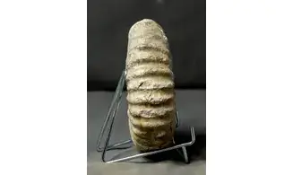 Mantelliceras aff picteti
