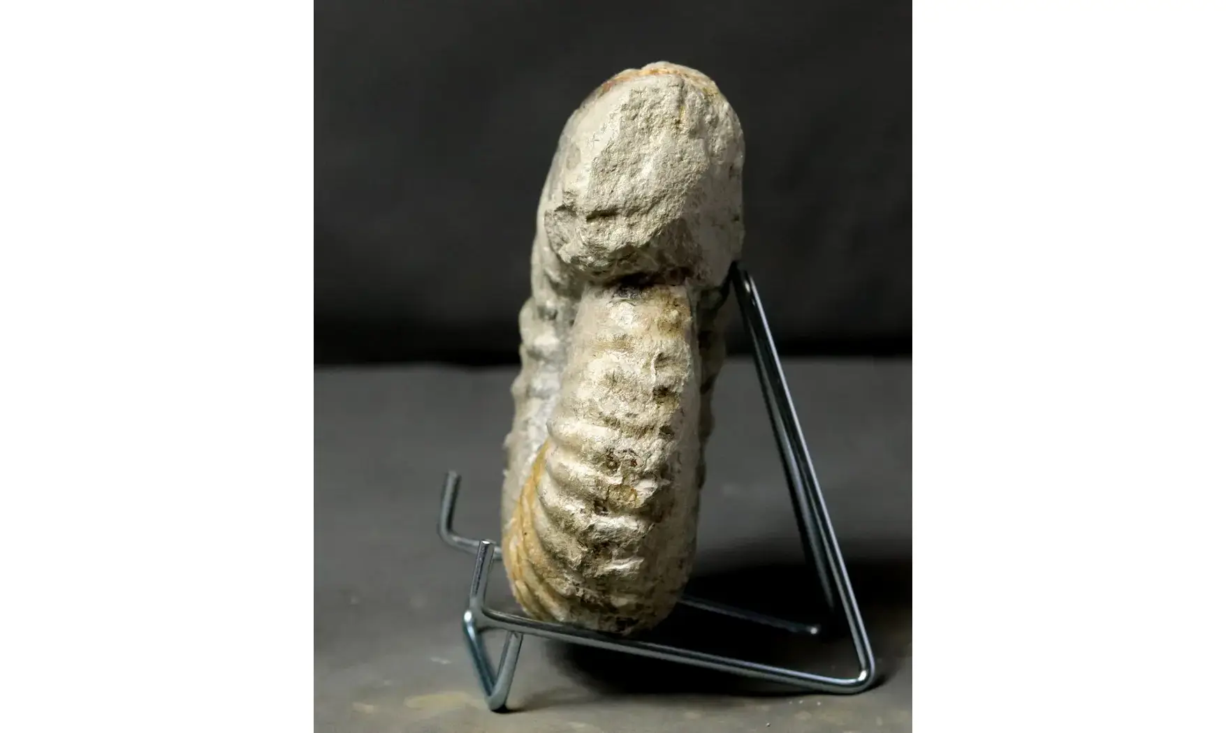 Mantelliceras aff picteti