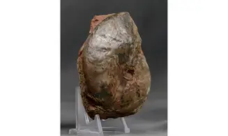 Oxycerites aspidoides