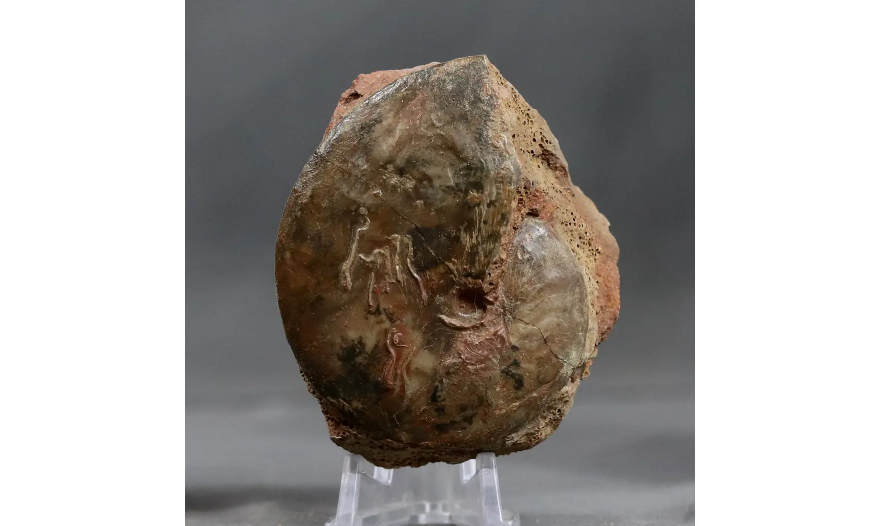 Oxycerites aspidoides