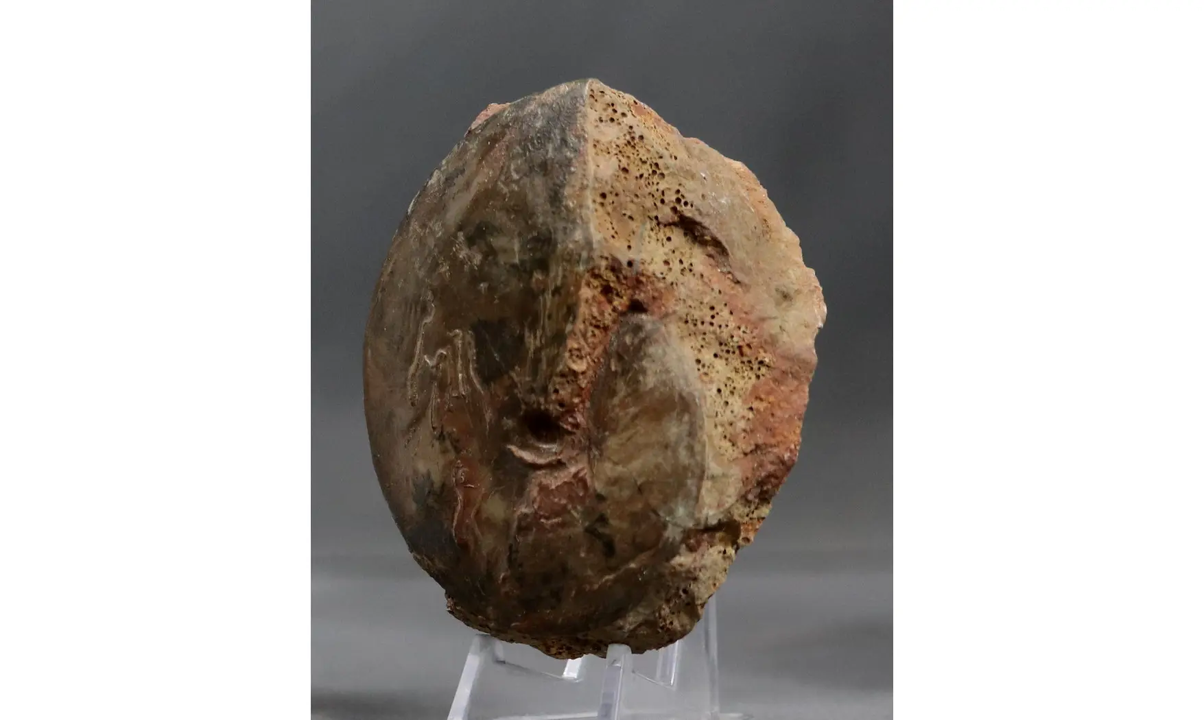 Oxycerites aspidoides