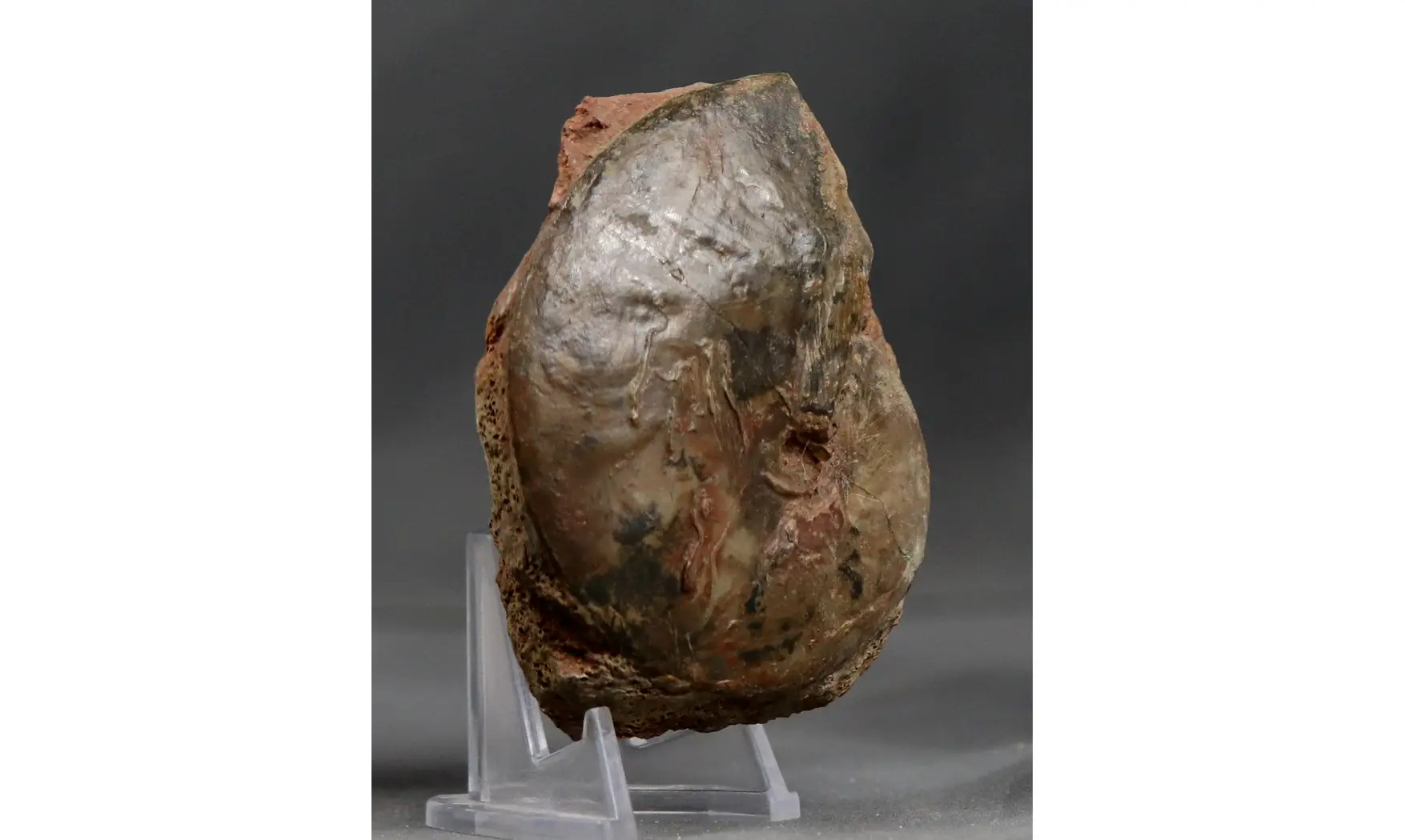 Oxycerites aspidoides