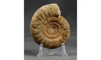 Subgrossouvria cardoti