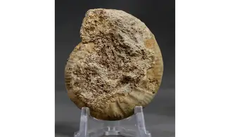Subgrossouvria cardoti