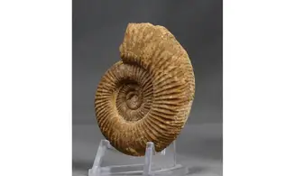 Subgrossouvria cardoti