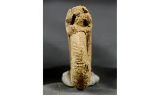 Sequeirosia brochwiezi