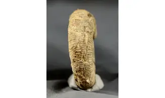 Sequeirosia brochwiezi