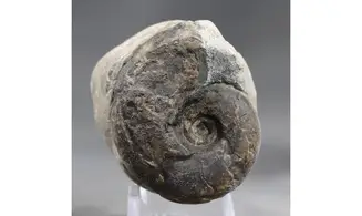 Sowerbyceras tortisulcatum