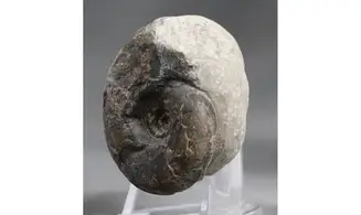 Sowerbyceras tortisulcatum