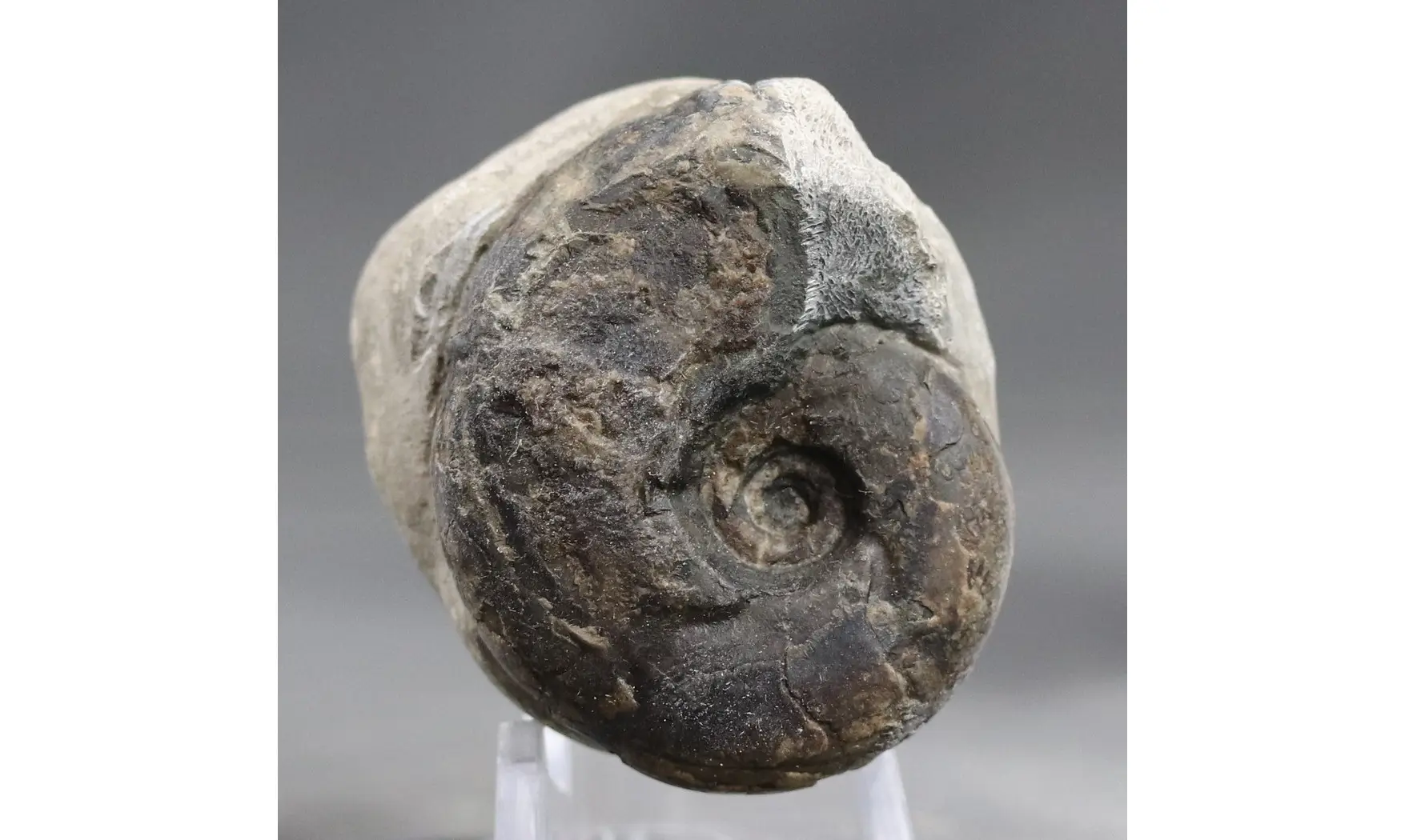 Sowerbyceras tortisulcatum