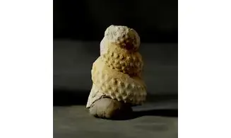 Mariella cenomanensis