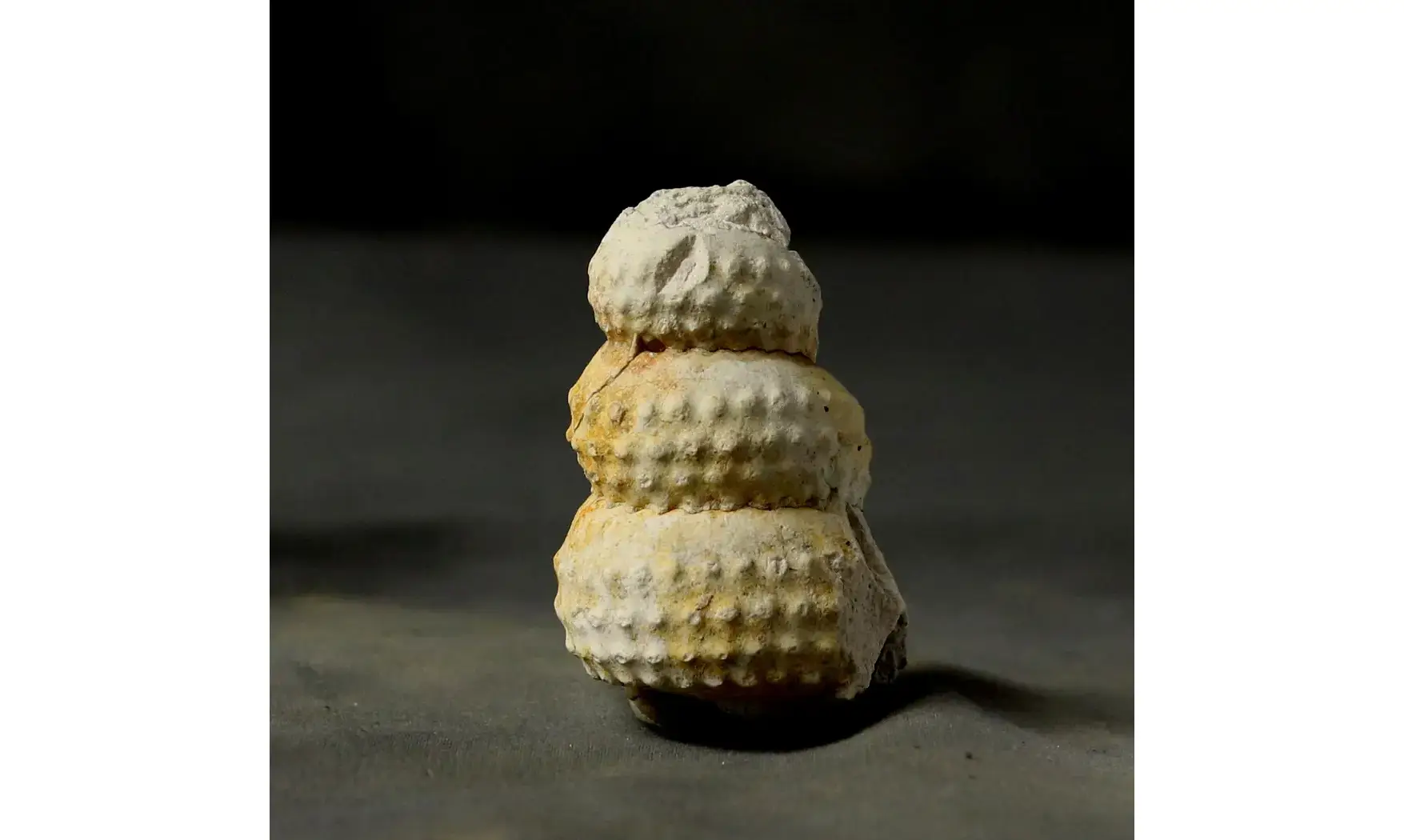Mariella cenomanensis