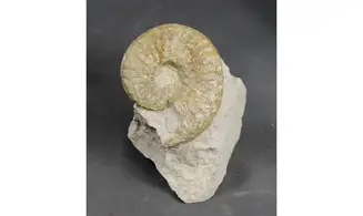 Schlönbachia varians