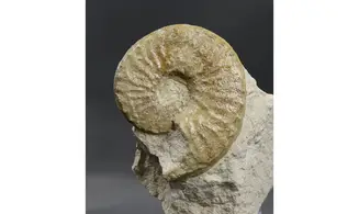 Schlönbachia varians