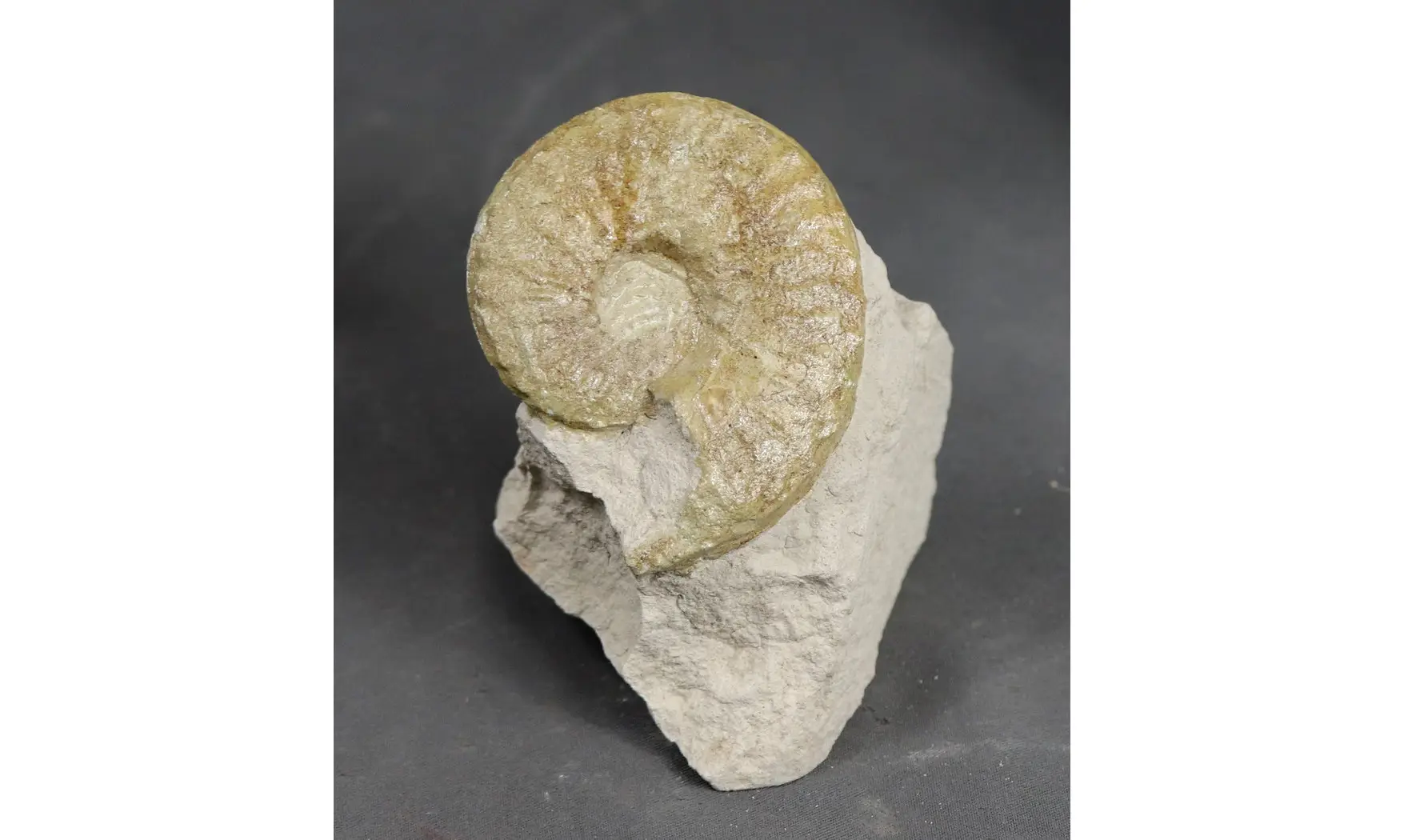 Schlönbachia varians