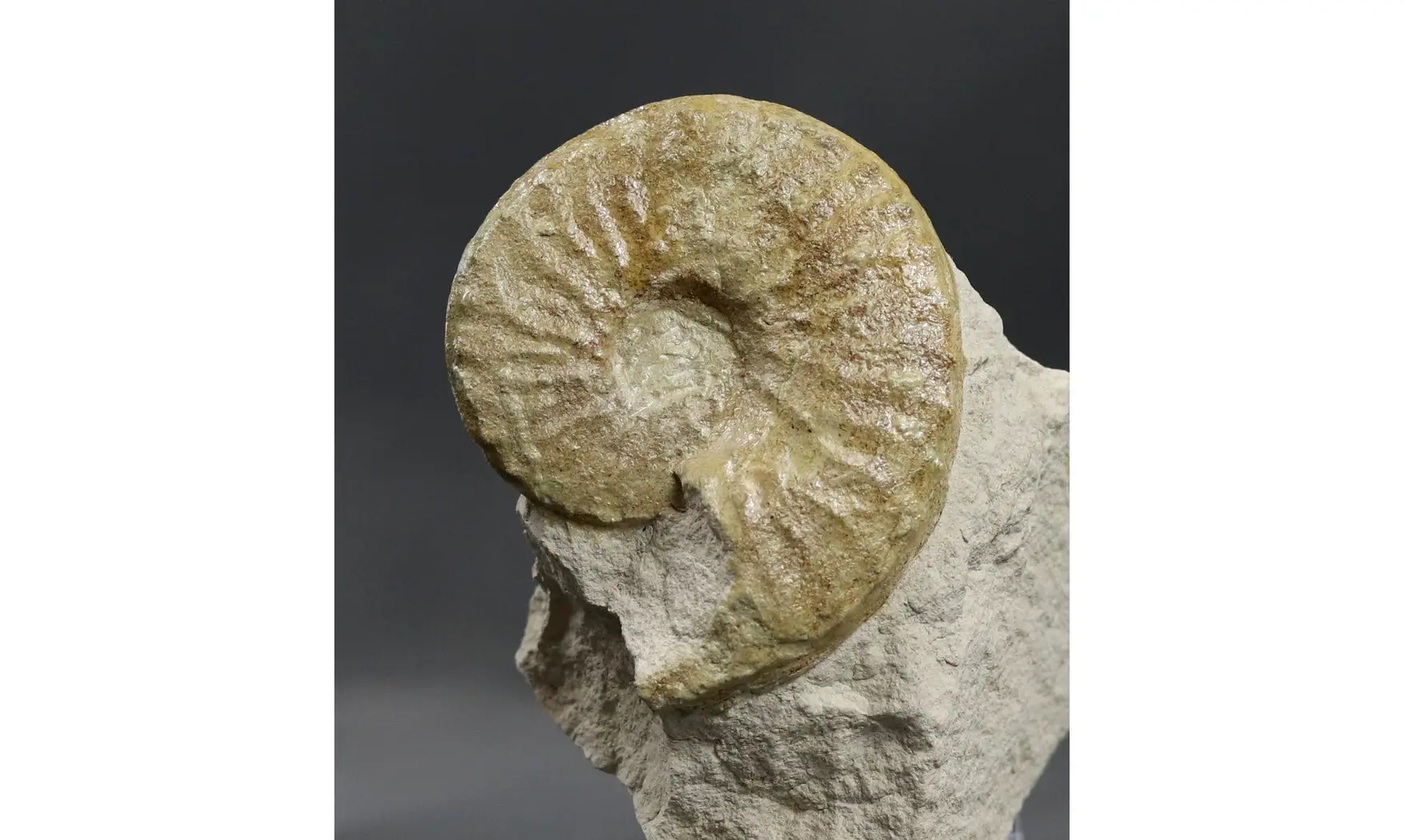 Schlönbachia varians