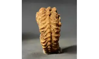 Cardioceras quadrarium