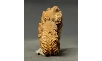 Cardioceras quadrarium