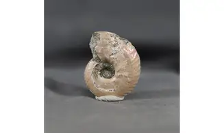 Anahoplites daviesi
