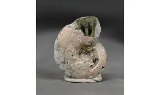 Anahoplites daviesi