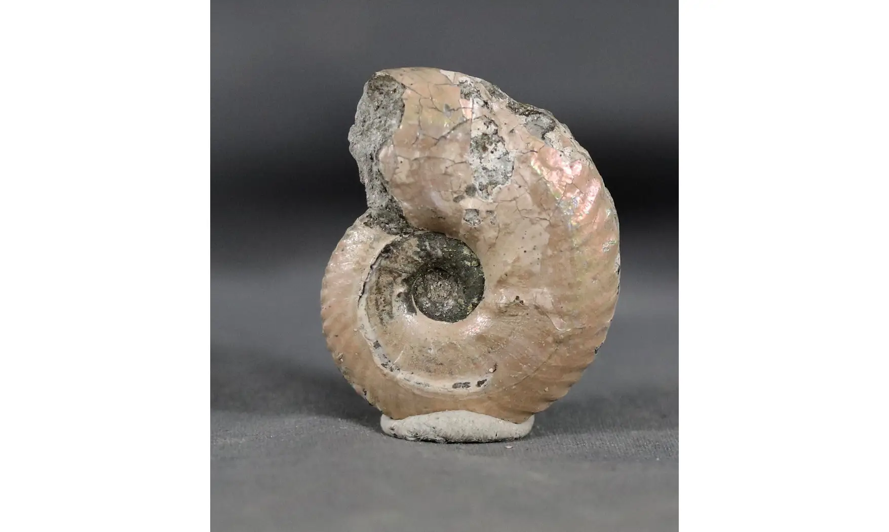 Anahoplites daviesi